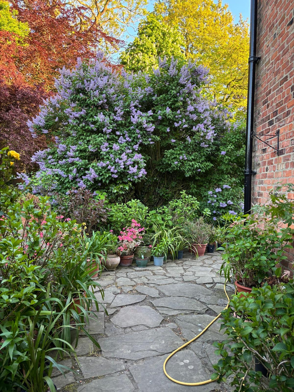 Stretch and Sketch - Art in the Garden, Wednesday 3rd June 2026 10am til 3pm
